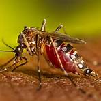 aedes aegypti mosquitoes wikipedia3