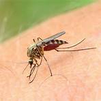 what are some fun facts about yellow fever virus4