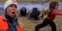 Fur Seals Chase After our Child! Part 2 of 3 - Travel to Antarctica with Young Kids