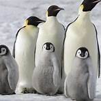 Die Reise der Pinguine 2 Film4