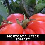 mortgage lifter tomato wikipedia1