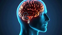 10 Curiosidades Sobre o CÃ©rebro Humano - YouTube