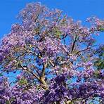 Are there different types of Jacaranda mimosifolia?3