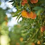 california oranges3