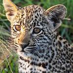 leopardo reproduccion3