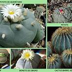 cactus fotos3