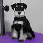 schnauzer puppies for sale in texas2