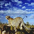 Afrika – Die Serengeti Film3