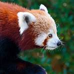 red panda facts2