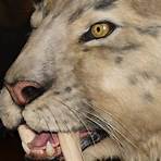 saber tooth tiger wikipedia1