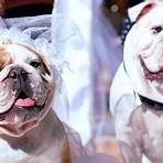 The Dog Wedding Film1