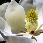 magnolia significado3