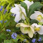Why is it called a Christmas rose?4