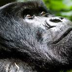 gorilla lebenserwartung3