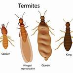 What kind of termite has black wings and red body?2