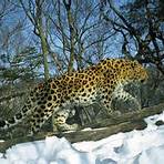 amur leopard wikipedia1