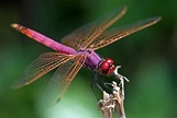 Dragonfly | Animal Wildlife