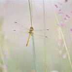 bug eyed macro insect photo slide show3