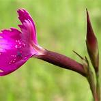 "Dianthus deltoides"4