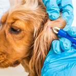 lyme disease in dogs long-term effects1
