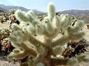 cholla-cactus.jpg