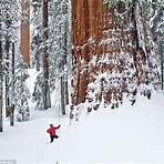 photo released steve sill ett president giant sequoia photo2