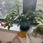 Where does the false Christmas cactus come from?2