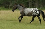 Blue roan Appaloosa with blanket pattern | Horses & Stables ...