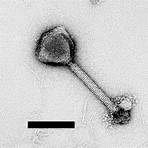 ocean microbe marine protists wikipedia english4