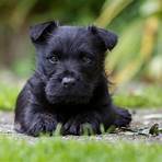 Scottish Terrier wikipedia3
