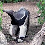 does an anteater live in the jungle seed1