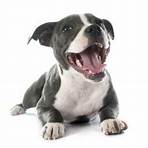 What is the best dry food for a Pitbull?4