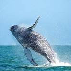 whale watching namibia4