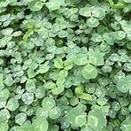 What is the difference between a shamrock and a clover?4