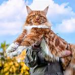 maine coon cats4
