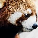 red panda habitat1