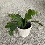 Where does the false Christmas cactus come from?1