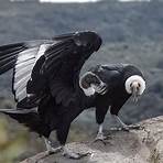 is the andean condor endangered2