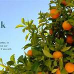 california oranges2