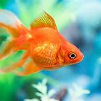 what is the zodiac sign for fish in november1