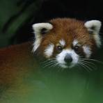 interesting red panda facts habitat3