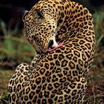 leopard wikipedia2