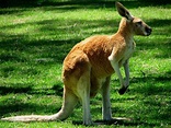 Running On Coffee: Have you met my pet kangaroo?