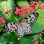 butterfly conservatory coupon1
