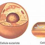 differenza tra cellula eucariote e procariote2