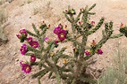 Blooming Cholla Cactus | naturetime