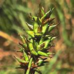 "Carex spicata"2