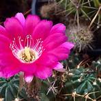 Flor de cactus2