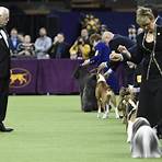 Are Dogs Allowed at Westminster Dog shows?2