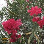 oleander bush4